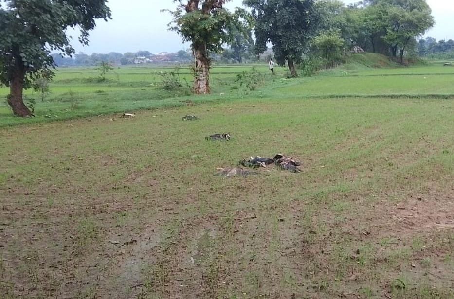 पन्ना में जहरीला शिकार बना गिद्धों का काल, सियार के शव को खाने से 8 दुर्लभ गिद्धों की मौत की आशंका, वन विभाग में मचा हड़कंप लेब भेजे सेम्पल