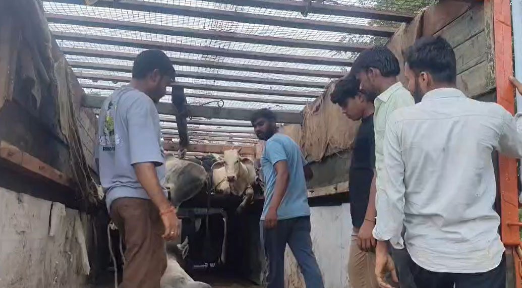 टीकमगढ़: आलू की बोरियों के नीचे मिलीं 26 गायें!, गोवंश से भरा ट्रक पकड़ा गया